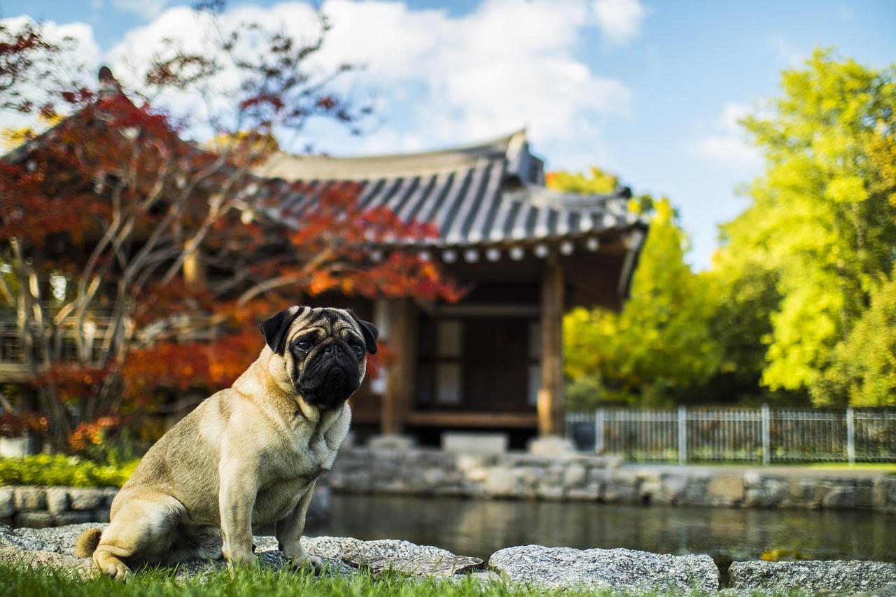 最新训犬员招聘启事，打造专业团队，引领宠物培训行业新篇章